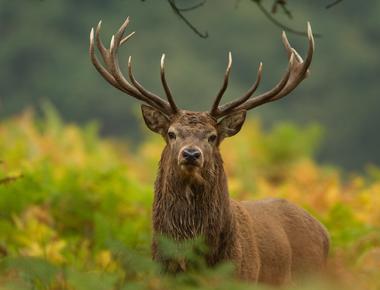 The largest mammal in the uk is the red deer various species of deer and rabbits are common in the uk