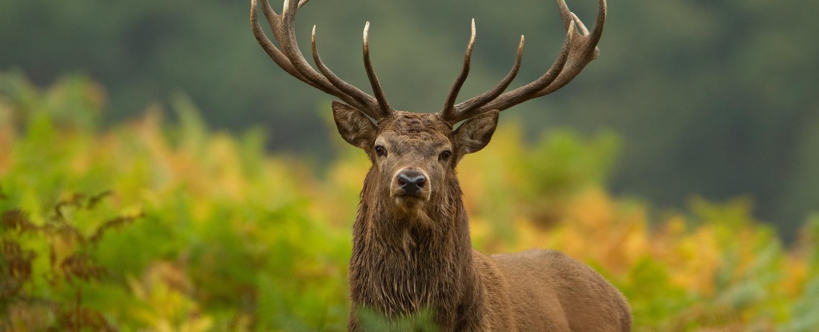 The largest mammal in the uk is the red deer various species of deer and rabbits are common in the uk