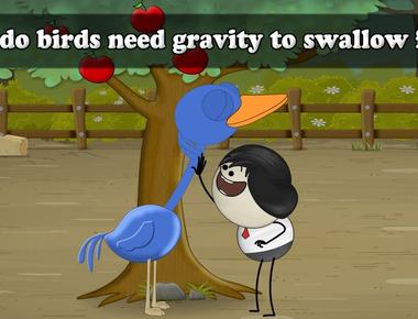 Birds need gravity to swallow