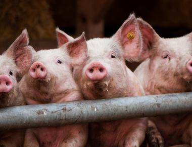 Until 1997 there were more pigs than people in denmark