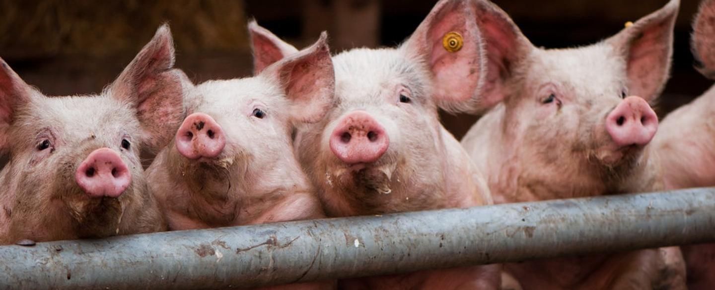 Until 1997 there were more pigs than people in denmark