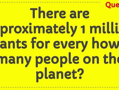 There are a million ants for every person on earth