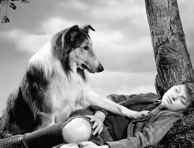 lassie was played by a group of male dogs the main one was named pal