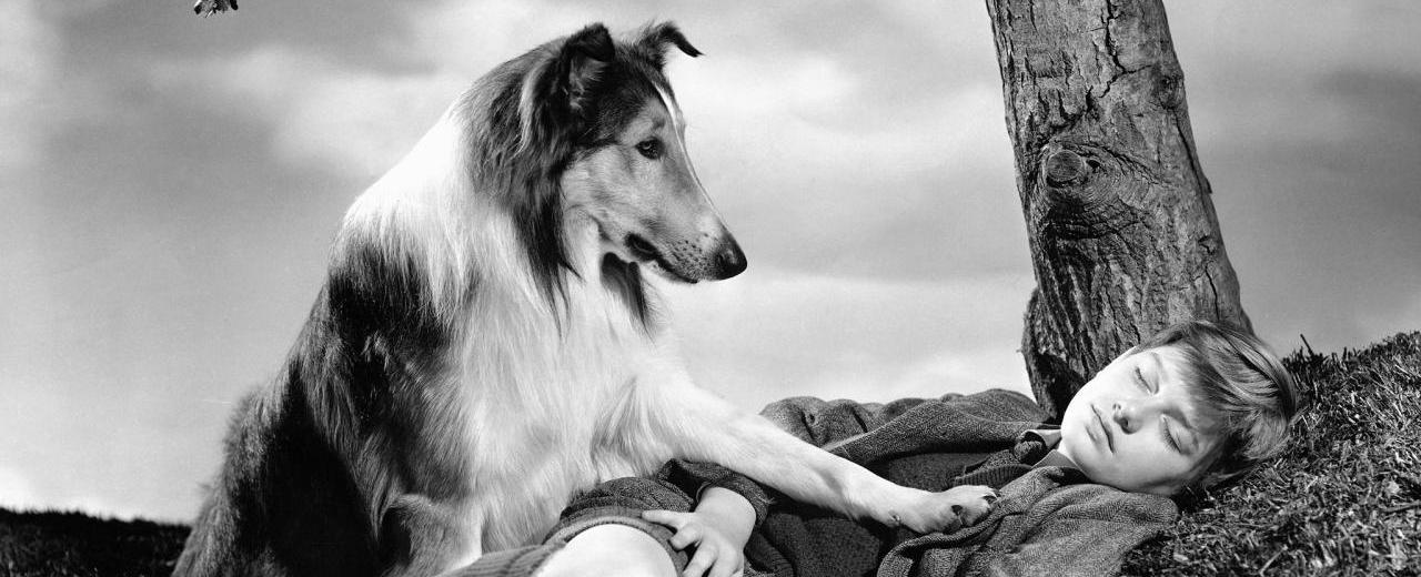 lassie was played by a group of male dogs the main one was named pal