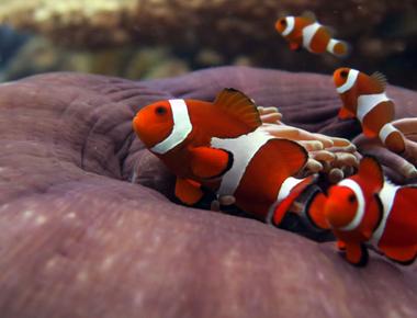 After the release of finding nemo in 2003 clown fish faced local extinction in areas where the fish breed and are collected for sale due to high demand in stores selling aquarium fish