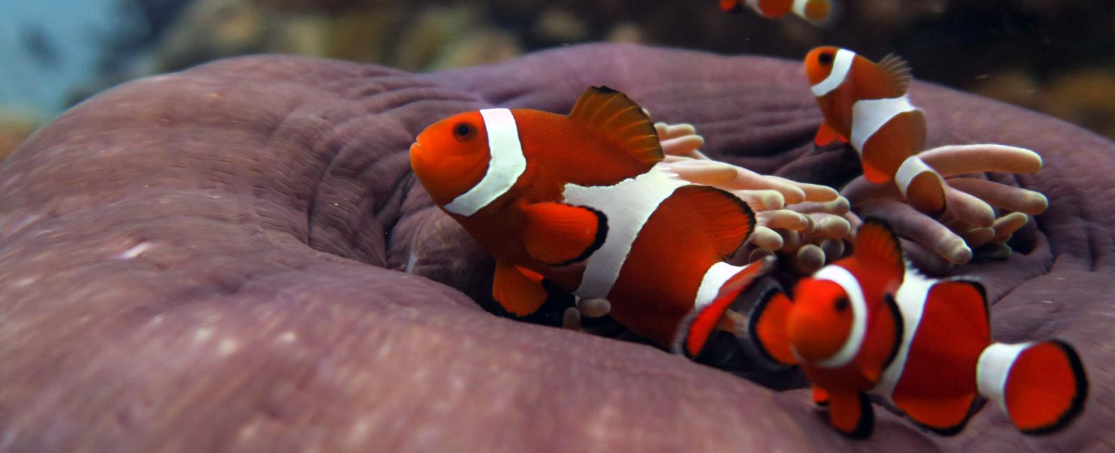 After the release of finding nemo in 2003 clown fish faced local extinction in areas where the fish breed and are collected for sale due to high demand in stores selling aquarium fish