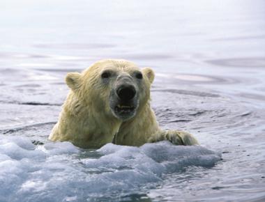 Since polar bears can swim long distances between ice floes and land they are classified as marine mammals under the marine mammal protection act