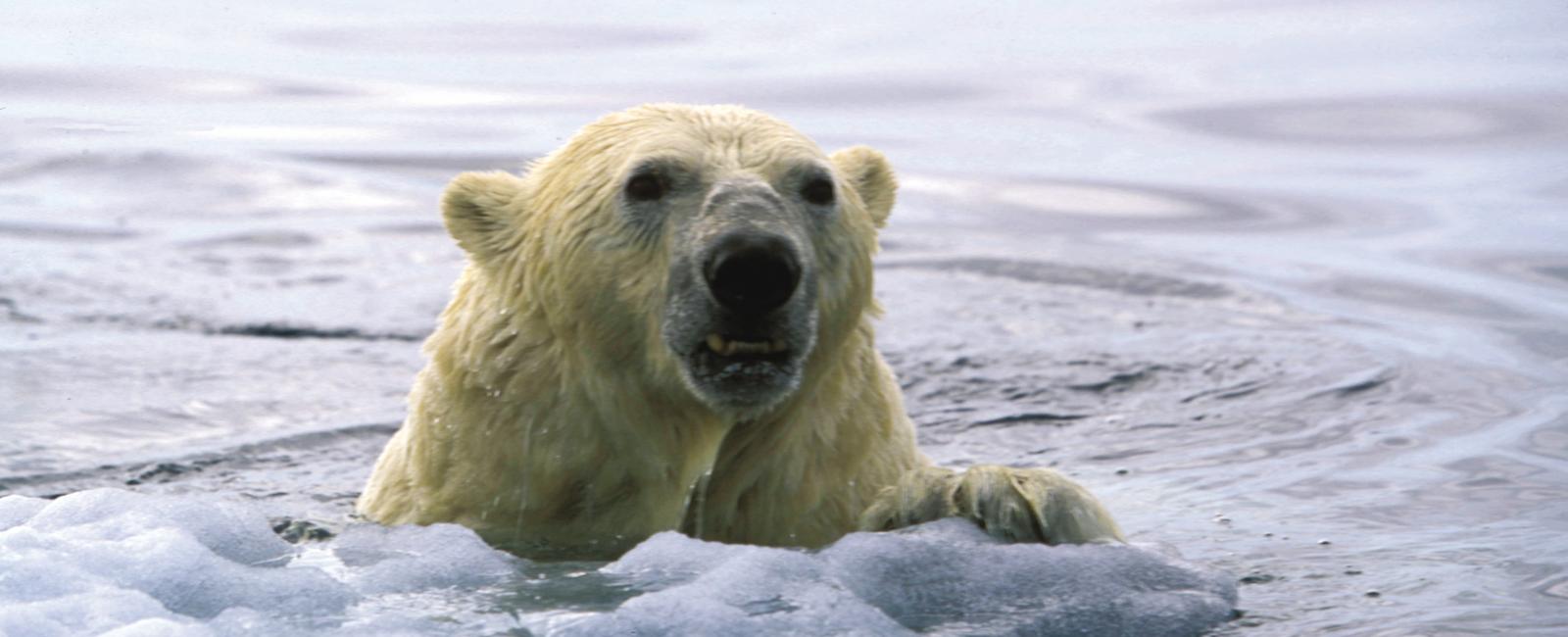 Since polar bears can swim long distances between ice floes and land they are classified as marine mammals under the marine mammal protection act