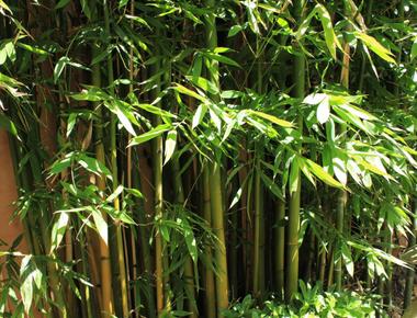 What is one the fastest growing plant bamboo