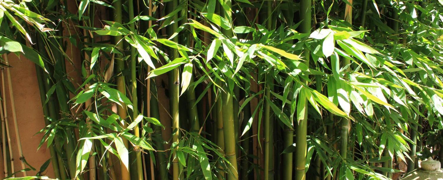 What is one the fastest growing plant bamboo