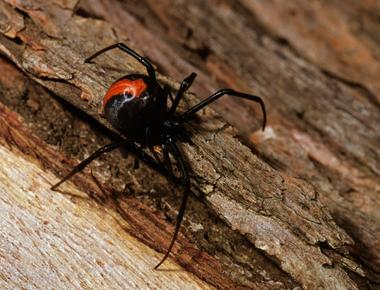 The black widow spider eats her mate during or after sex