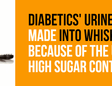 Diabetics urine can be made into whiskey because of the urine s high sugar content