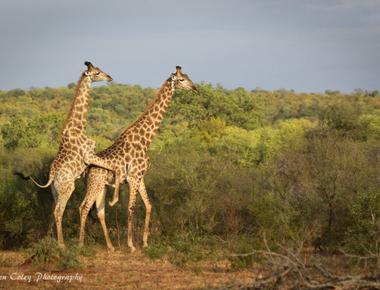 90 of male giraffes mate with other males scientists have found it isn t about sexual orientation adult giraffes mate with female giraffes as well