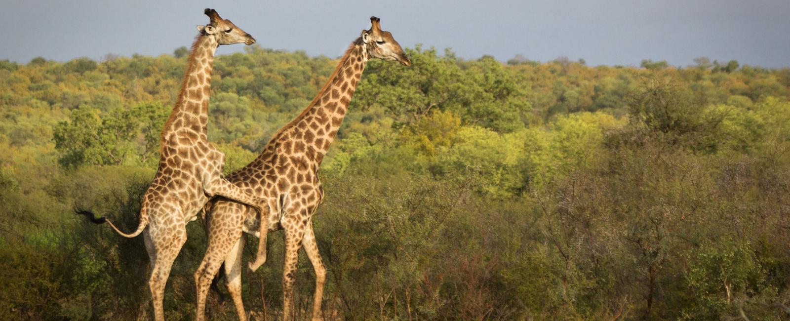 90 of male giraffes mate with other males scientists have found it isn t about sexual orientation adult giraffes mate with female giraffes as well