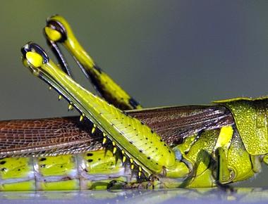 Grasshoppers have ears in their bellies