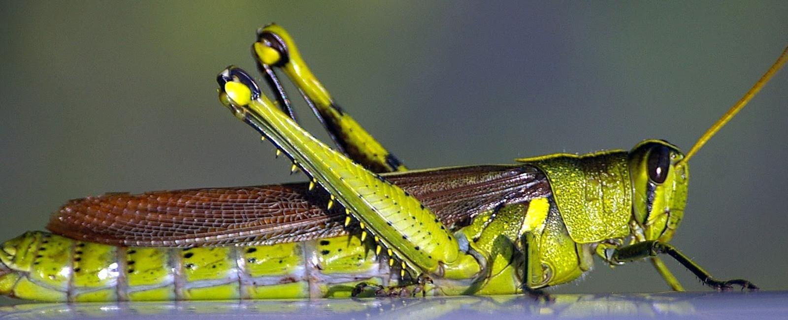 Grasshoppers have ears in their bellies