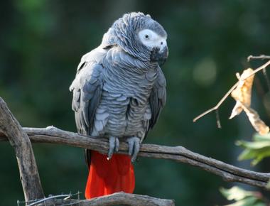 African grey parrots have vocabularies of over 200 words
