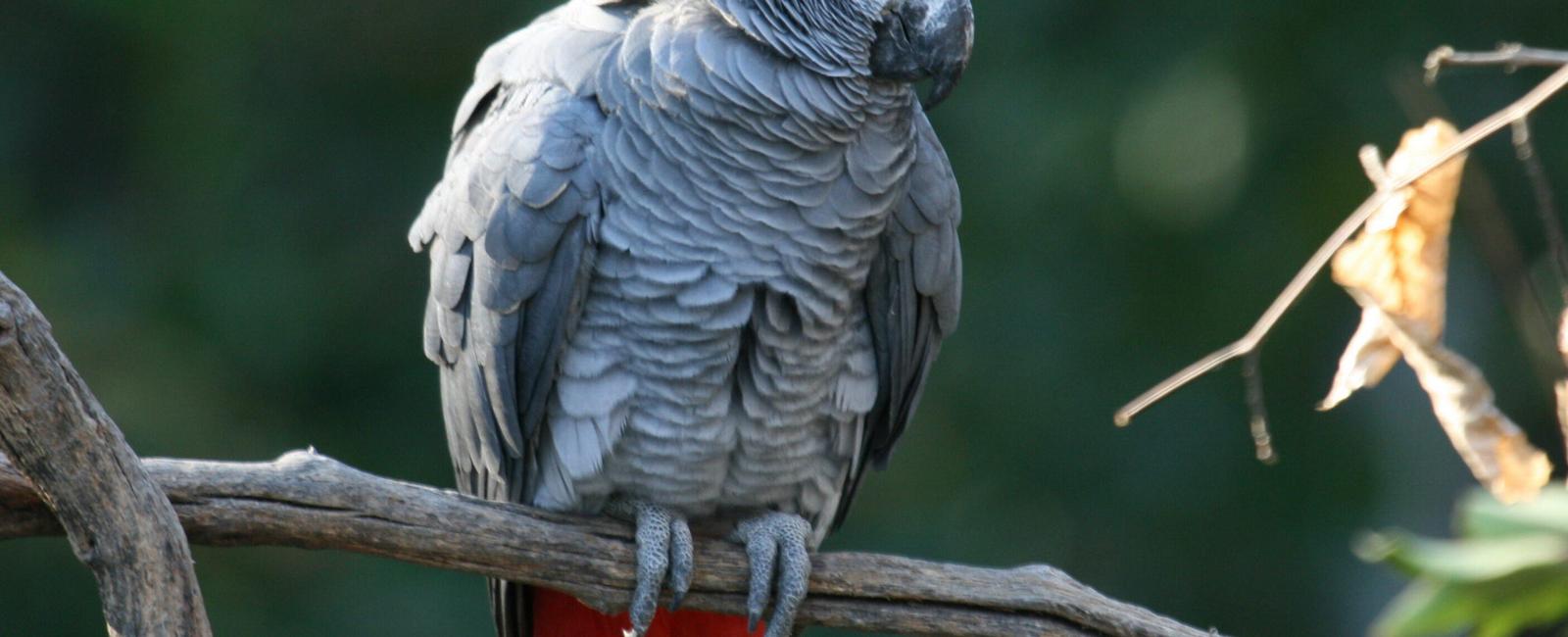 African grey parrots have vocabularies of over 200 words