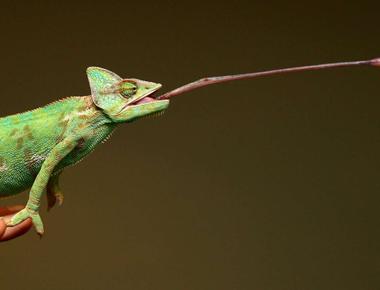 A chameleon s tongue is twice the length of its body