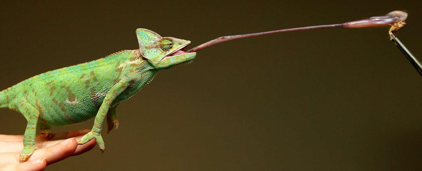 A chameleon s tongue is twice the length of its body