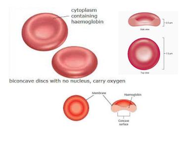 Two million red blood cells die every second