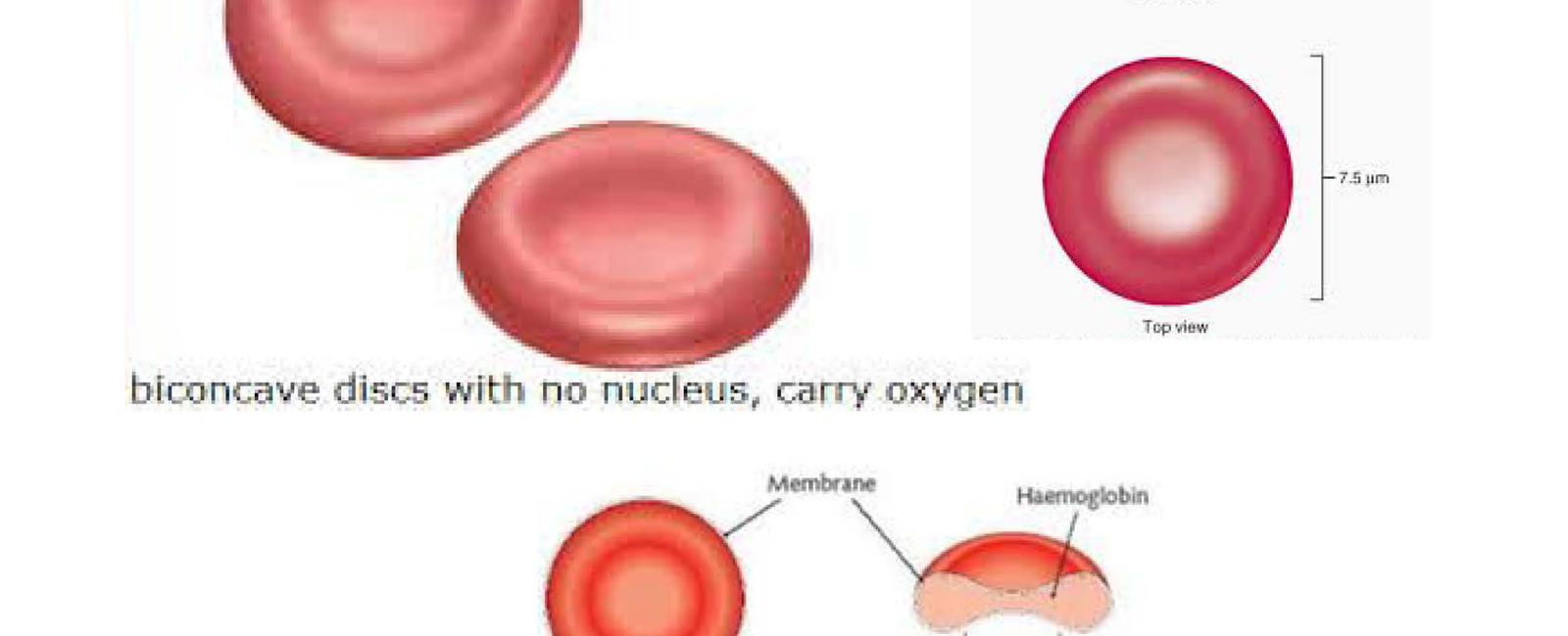 Two million red blood cells die every second