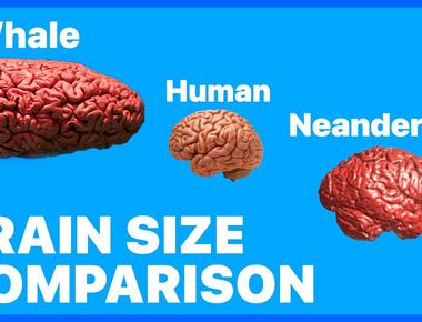 Neanderthals had bigger brains than people today