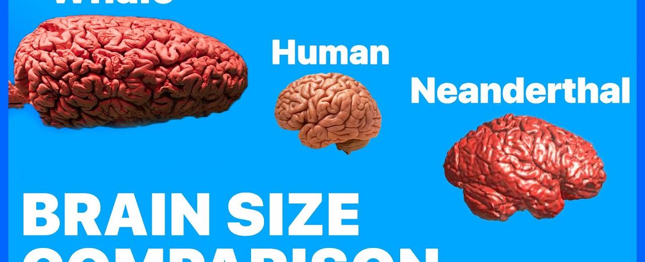 Neanderthals had bigger brains than people today