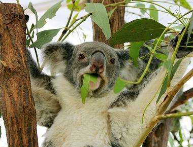 It s incorrect to use the term koala bear koalas aren t bears but marsupials like kangaroos tasmanian devils and wombats