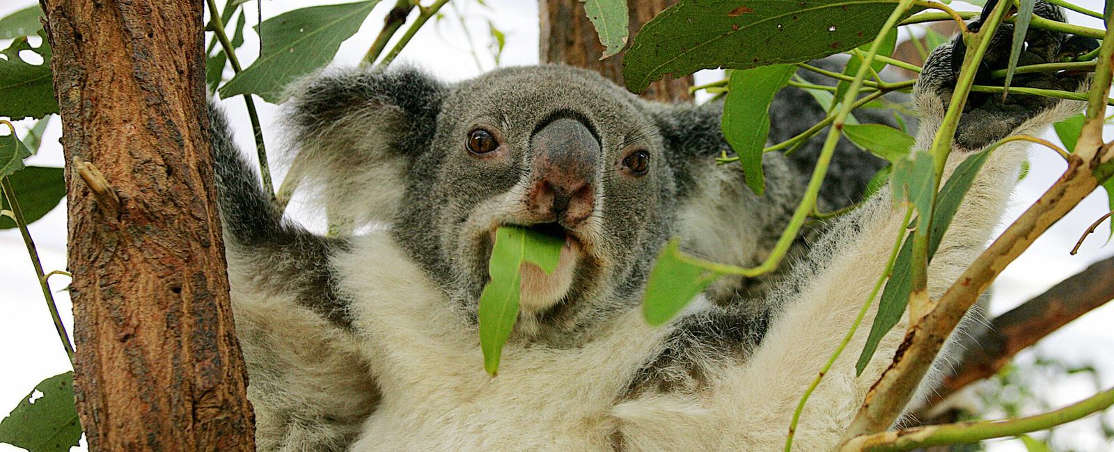 It s incorrect to use the term koala bear koalas aren t bears but marsupials like kangaroos tasmanian devils and wombats