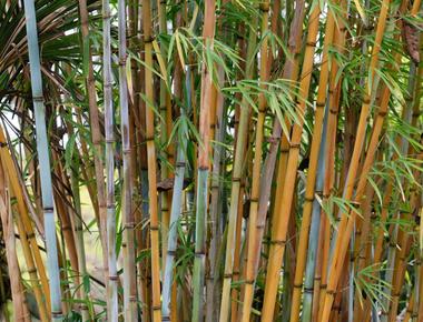 Some types of bamboo can grow nearly a meter a day