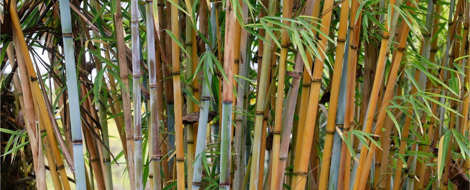 Some types of bamboo can grow nearly a meter a day