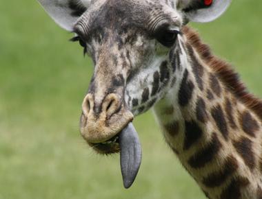 A giraffes tongue is what color black