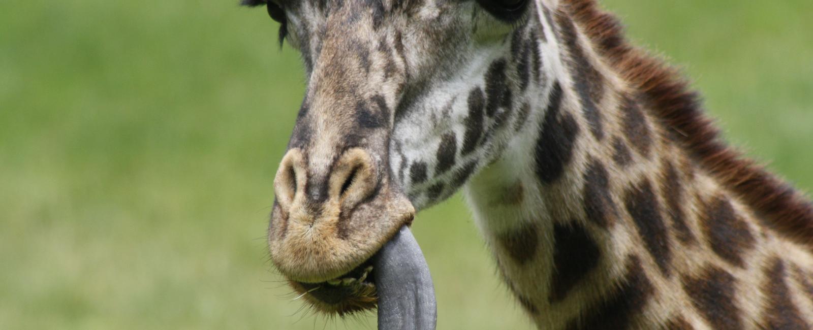 A giraffes tongue is what color black