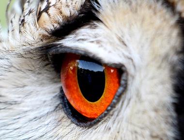 Owls don t have eyeballs