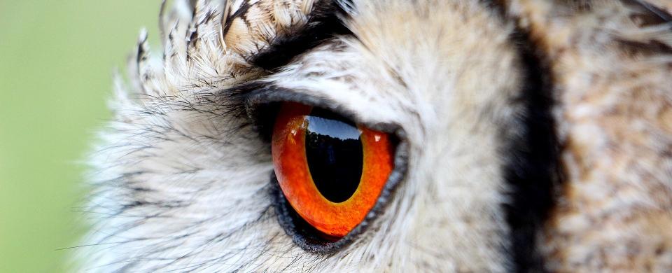 Owls don t have eyeballs