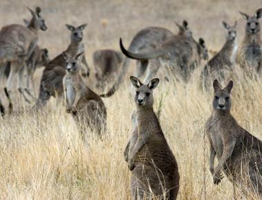 Kangaroos prefer to use their left hand 95 of the time studies have shown favorite activities they primarily use their left hand for include eating and grooming