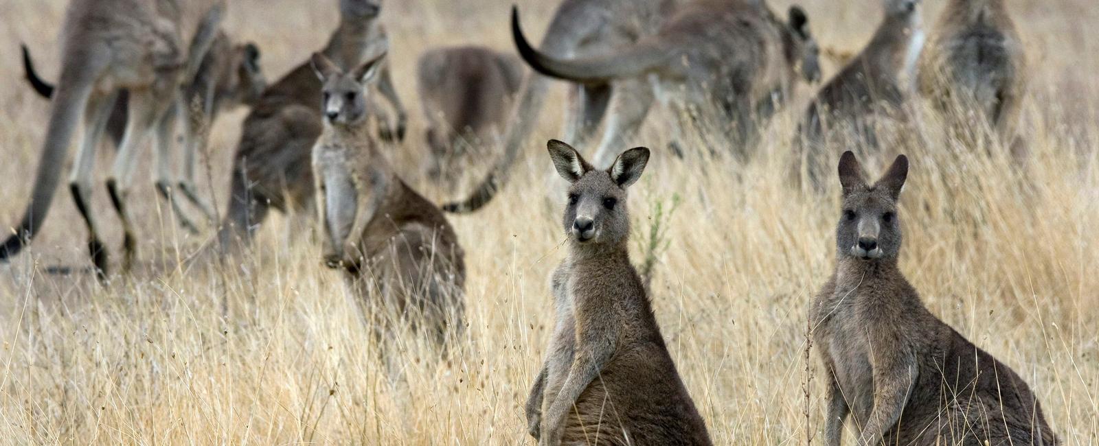 Kangaroos prefer to use their left hand 95 of the time studies have shown favorite activities they primarily use their left hand for include eating and grooming