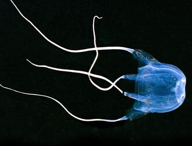 A certain type of box jellyfish s venom will make you feel a strong sense of anxiety and sense of impending doom and possibly thoughts of suicide these symptoms can last up to two weeks