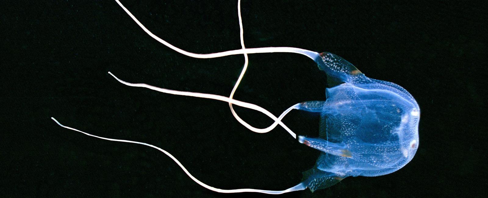 A certain type of box jellyfish s venom will make you feel a strong sense of anxiety and sense of impending doom and possibly thoughts of suicide these symptoms can last up to two weeks