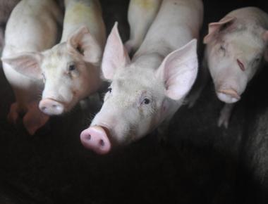 Nearly half of the pigs in the world or 1 3 billion pigs are kept by pig farmers in china