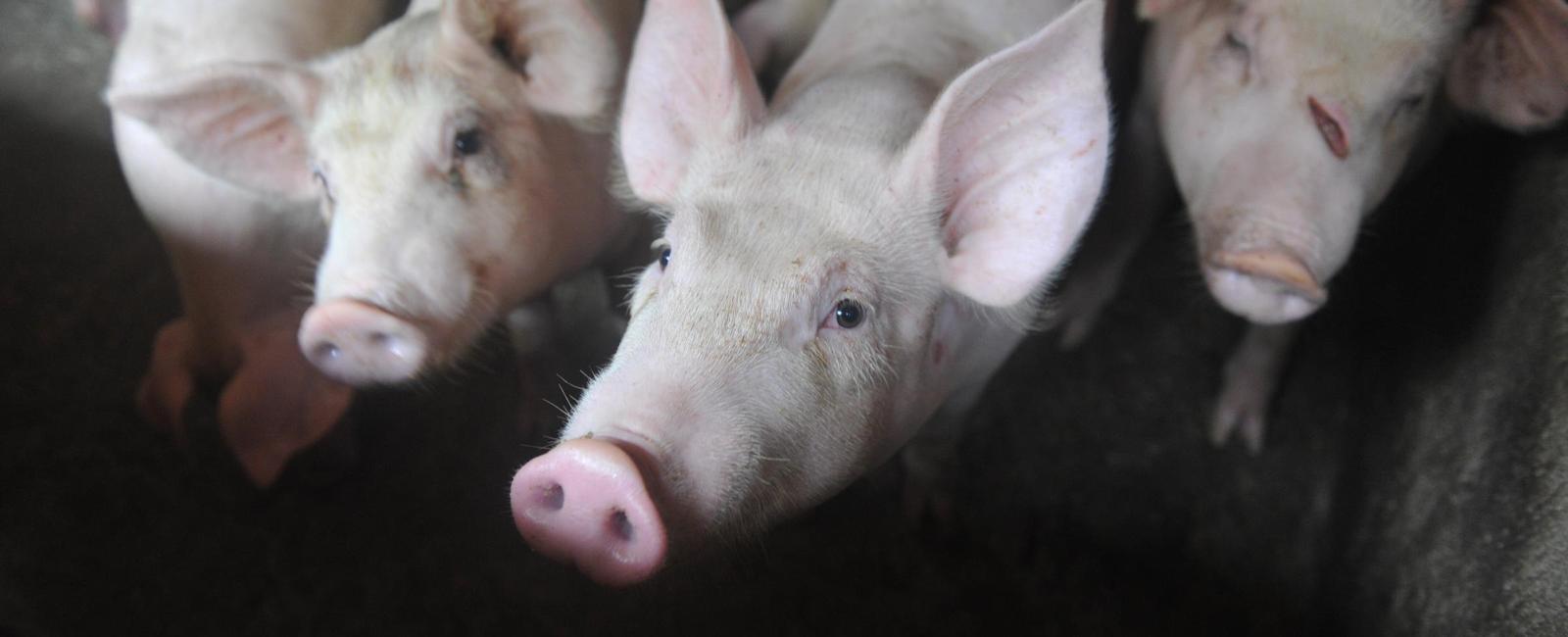 Nearly half of the pigs in the world or 1 3 billion pigs are kept by pig farmers in china