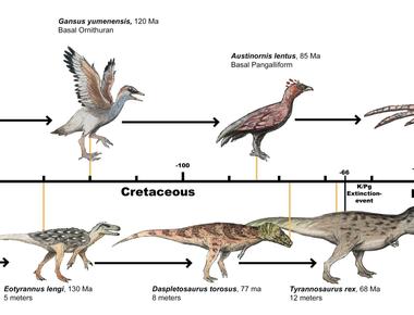 According to genetic data scientists have discovered that chickens are the closest living descendants of dinosaurs