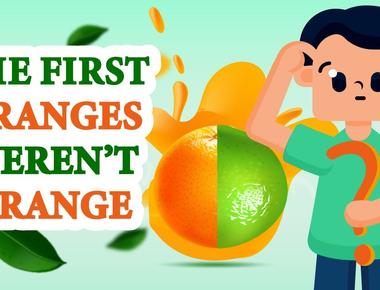 The first oranges weren t orange