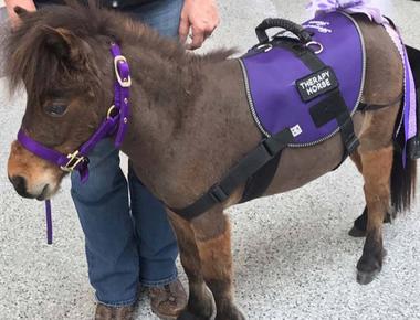 Anxious travelers can play with mini horses at a kentucky airport
