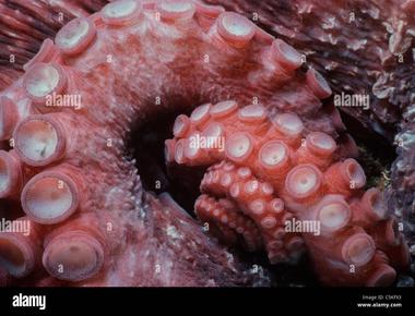 An octopus uses the hundreds of suckers on its arms not just to grab but to taste too scientists now know the cells on these suckers detect and taste their prey