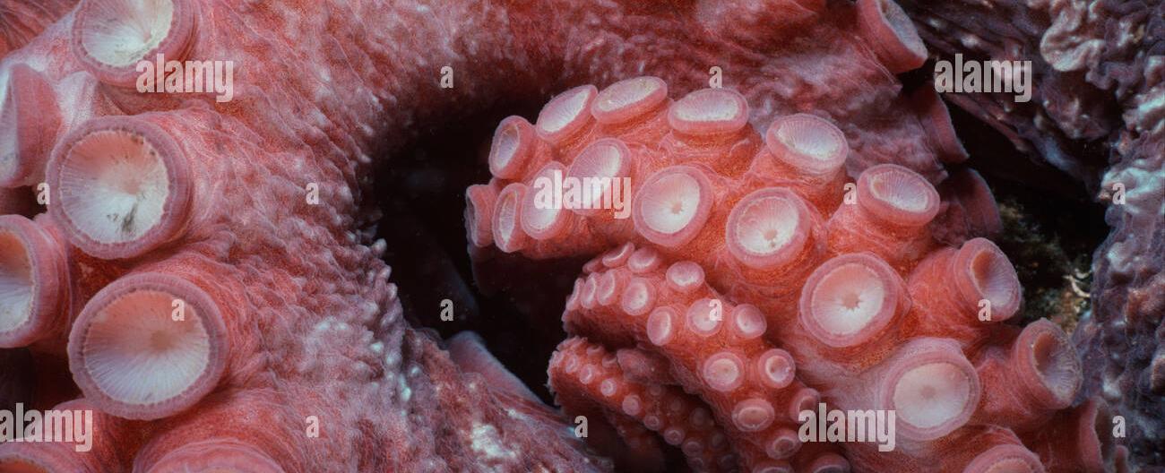 An octopus uses the hundreds of suckers on its arms not just to grab but to taste too scientists now know the cells on these suckers detect and taste their prey