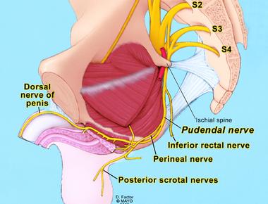 The pudendal nerves in women are located underneath their buttocks and feed their arousal tissues sitting in certain chairs or positions that press on these nerves in a specific way can lead to sexual arousal