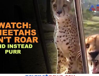 Cheetahs are unable to roar