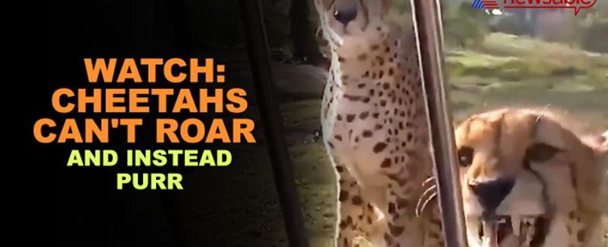 Cheetahs are unable to roar